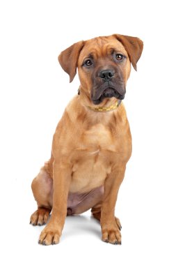 Mixed breed Dogue de Bordeaux clipart