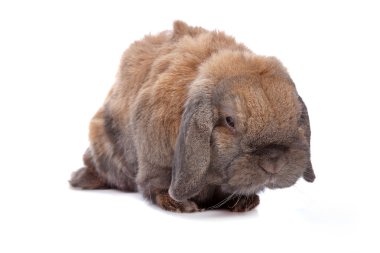 Domestic rabbit clipart