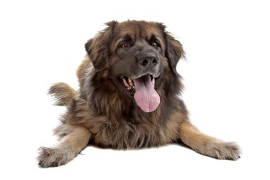 leonberger üzerinde beyaz izole