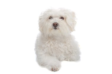 Bolognezer (Bichon grubu)