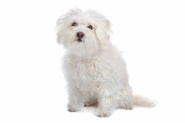 Bolognezer(Bichon group) clipart