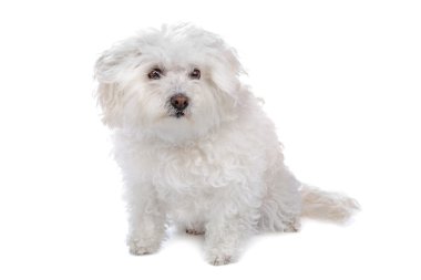 Bolognezer (Bichon grubu)