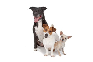 Small group of dogs clipart