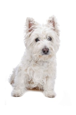 West Highland White Terrier clipart