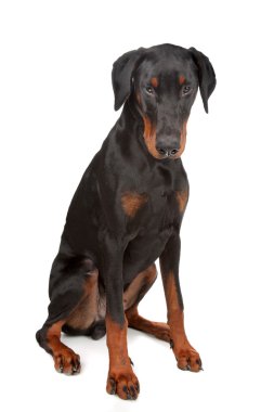 Doberman Pinscher clipart