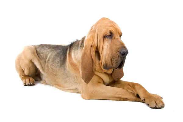 Bloodhound — Stock fotografie