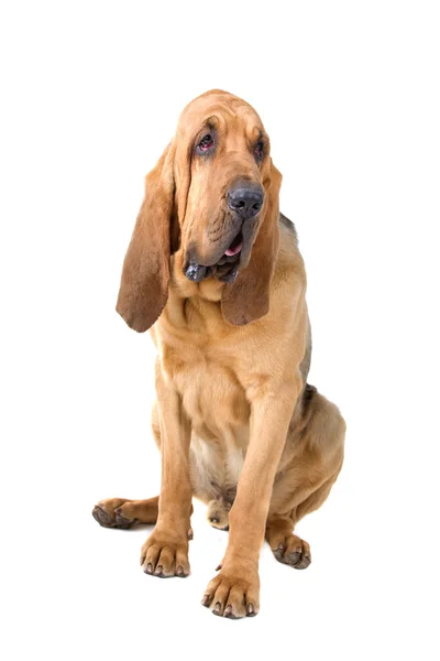Bloodhound — Stok fotoğraf
