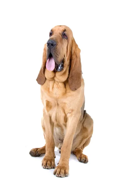 Bloodhound — Stock fotografie