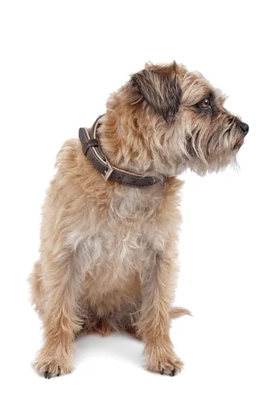 Border Terrier — Stock Photo, Image
