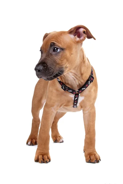 Amerikai staffordshire terrier — Stock Fotó