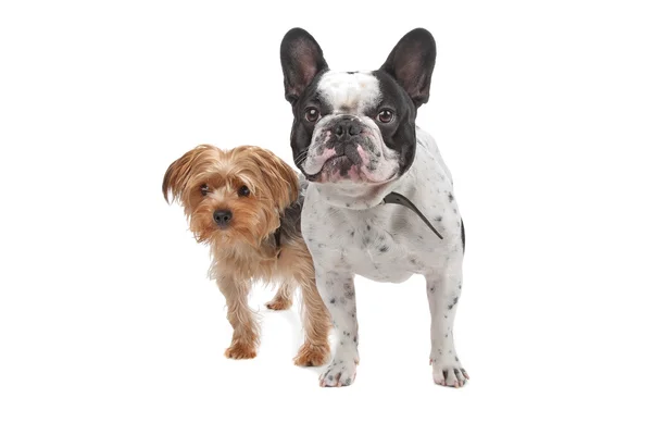 Fransk bulldog och en yorkshire terrier — Stockfoto