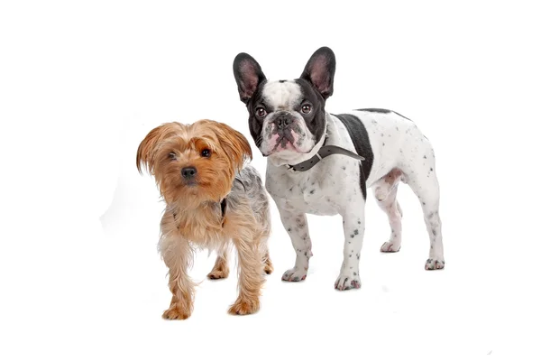 French Bulldog and a Yorkshire Terrier — Stock Photo, Image