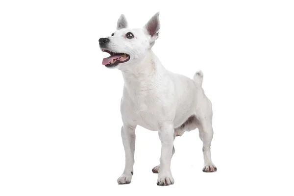Weißer Jack Russel Terrier — Stockfoto