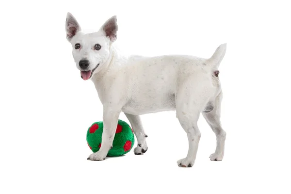 Fehér jack russel terrier — Stock Fotó