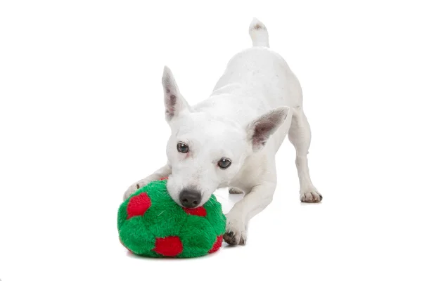 Fehér jack russel terrier — Stock Fotó