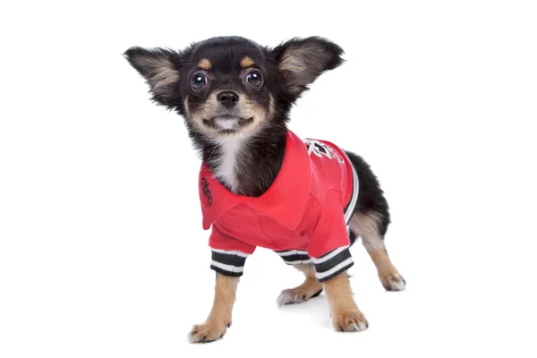 stock image Tricolour smooth Chihuahua