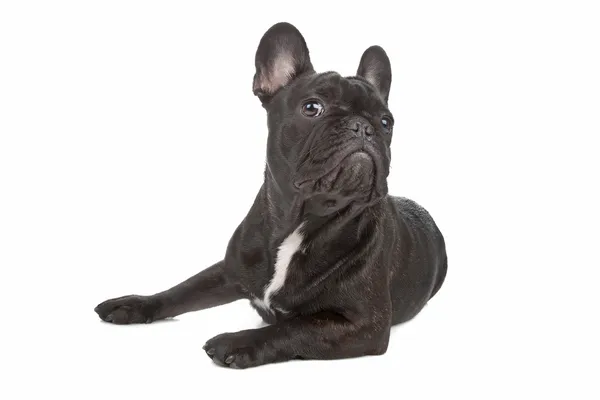 Stock image French Bulldog