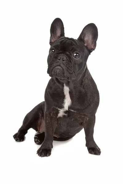 stock image French Bulldog