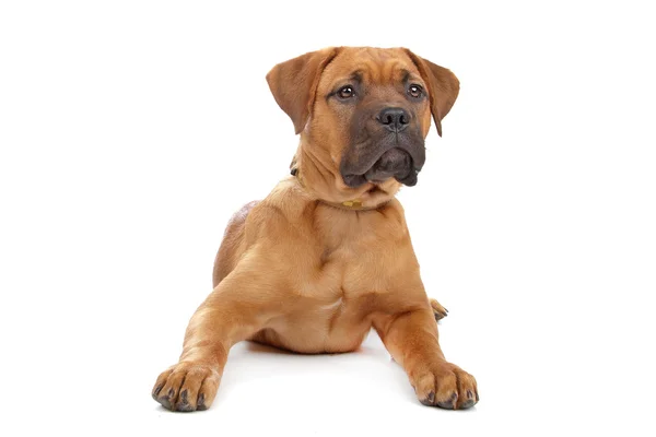 Mixed breed Dogue de Bordeaux — Stock Photo, Image