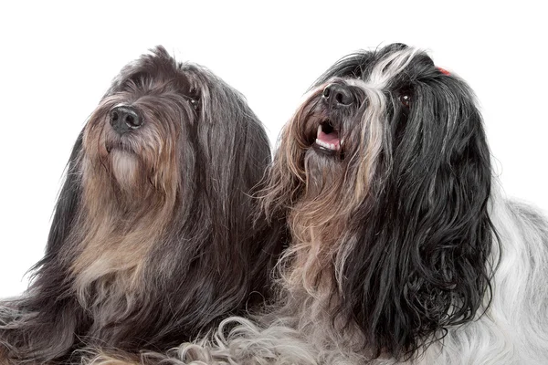 Two Tibetan Terrier dogs — Stock Photo, Image