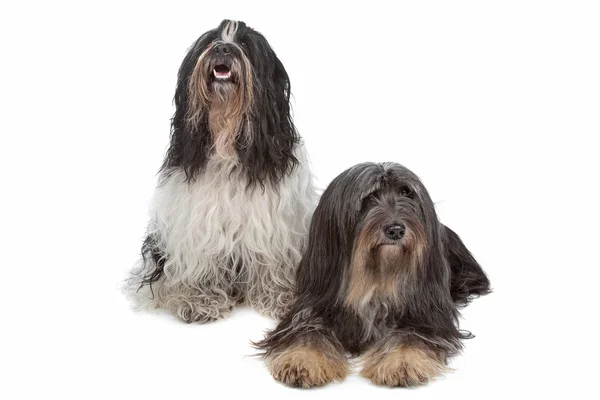 Due cani da Terrier Tibetano — Foto Stock