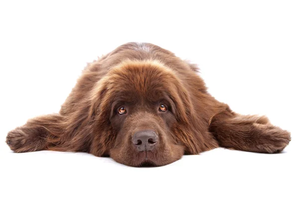 Bruine newfoundland hond — Stockfoto