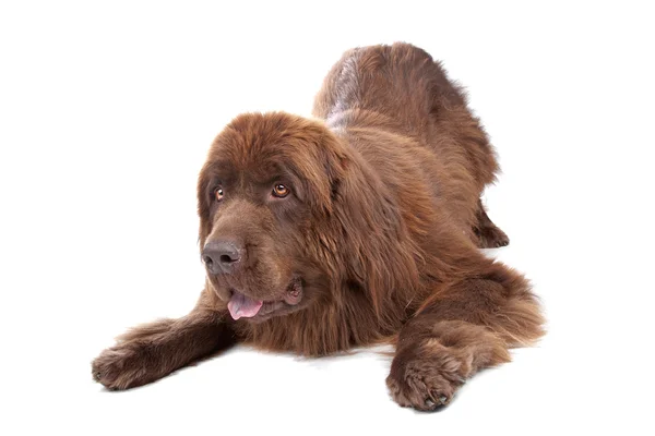 Brown perro de Terranova — Foto de Stock