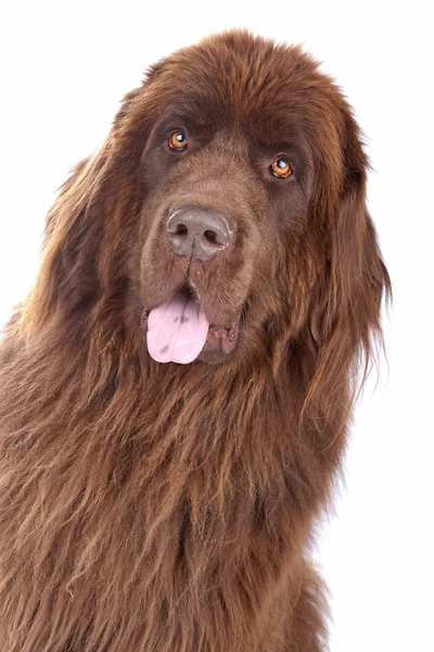 stock image Brown Newfoundland dog