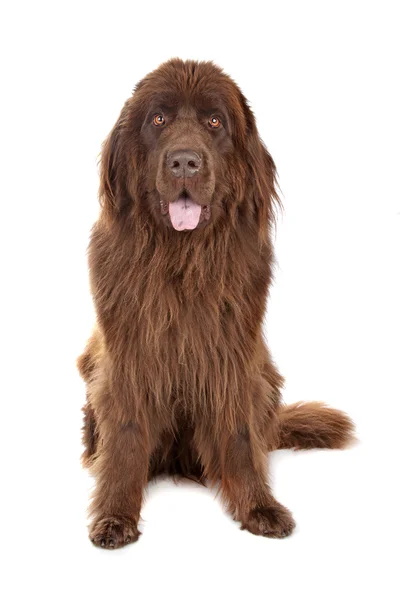 Brown Newfoundland dog — Stock Photo, Image