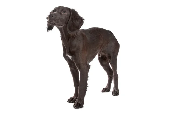 混合品种的狗可卡犬、 扁涂层的猎犬 — 图库照片