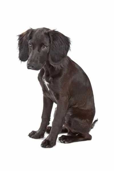 Mix breed dog cocker spaniel/flat coated spaniel — Stock Photo, Image