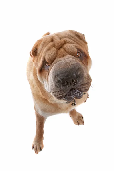 Chino Shar-Pei perro —  Fotos de Stock