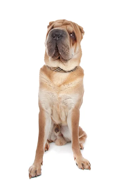 Китайская шар-пейская собака — стоковое фото