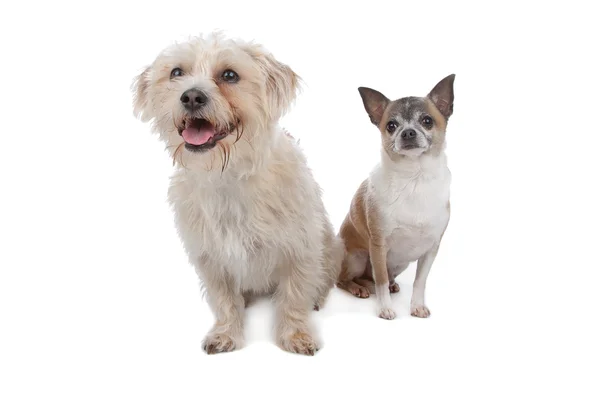 Chihuahua i psa rasy mieszanej — Zdjęcie stockowe
