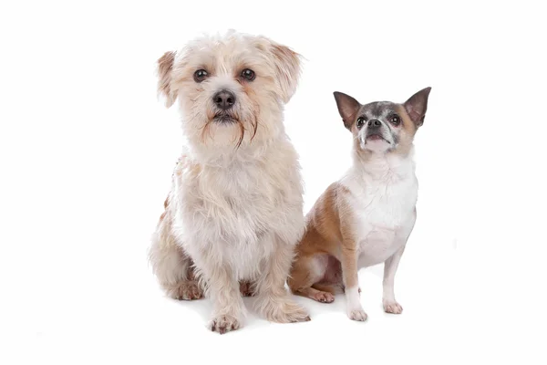 Chihuahua i psa rasy mieszanej — Zdjęcie stockowe
