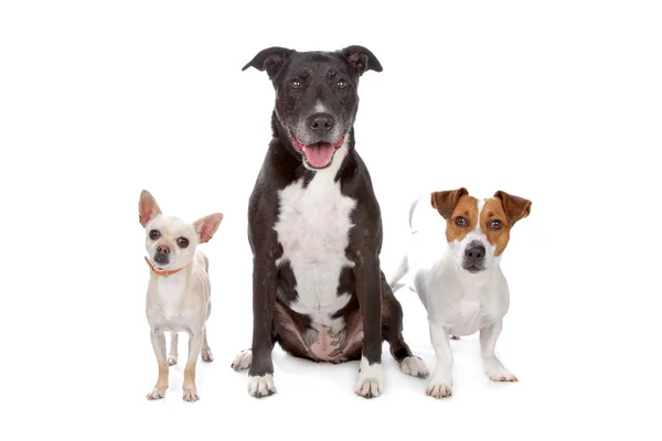 犬の小さなグループ — ストック写真