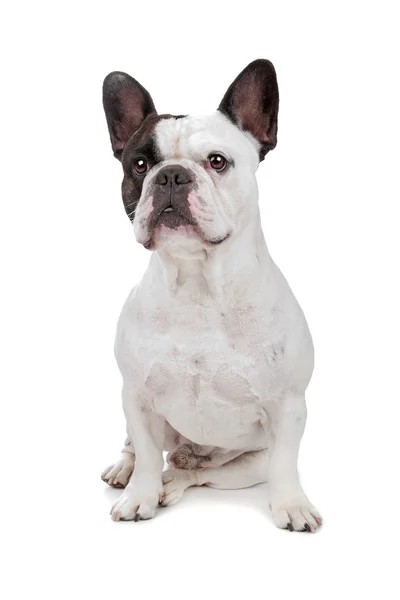 Französische Bulldogge isoliert auf weiß — Stockfoto