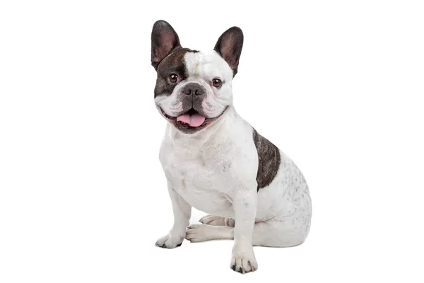 Francia bulldog elszigetelt fehér — Stock Fotó