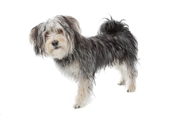 Raça mista cão maltês / yorkshire terrier — Fotografia de Stock