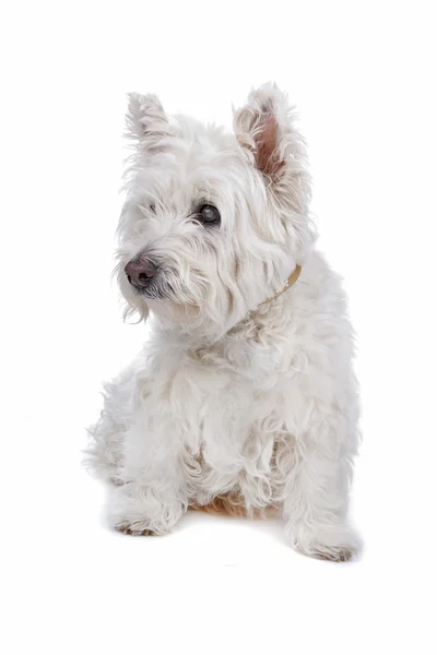 West Highland Fehér Terrier — Stock Fotó