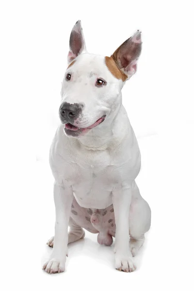 Bull terrier — Stock Photo, Image