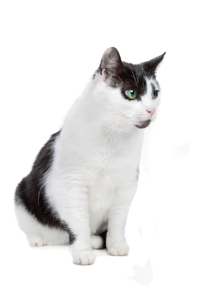 Europeiska kort korthårig katt — Stockfoto