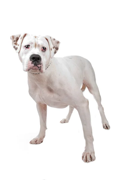 American Staffordshire Terrier — Stock Photo, Image