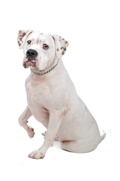 American Staffordshire Terrier — Stock Photo, Image