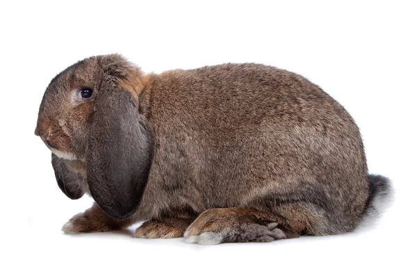 Домашний кролик — стоковое фото