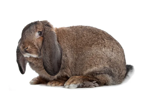 Conejo doméstico — Foto de Stock