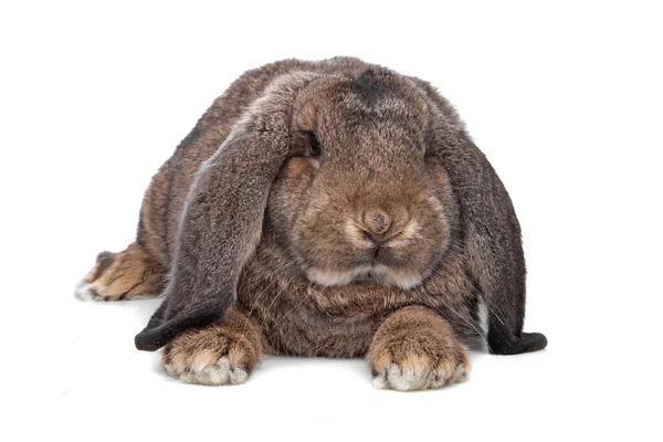 Tamme konijnen — Stockfoto