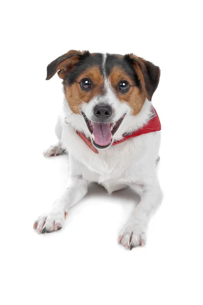 Dutch Terrier (boerenfox) — Stock Photo, Image