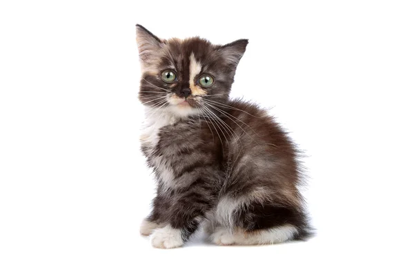 Little kitten isolated on white — Stock Photo, Image