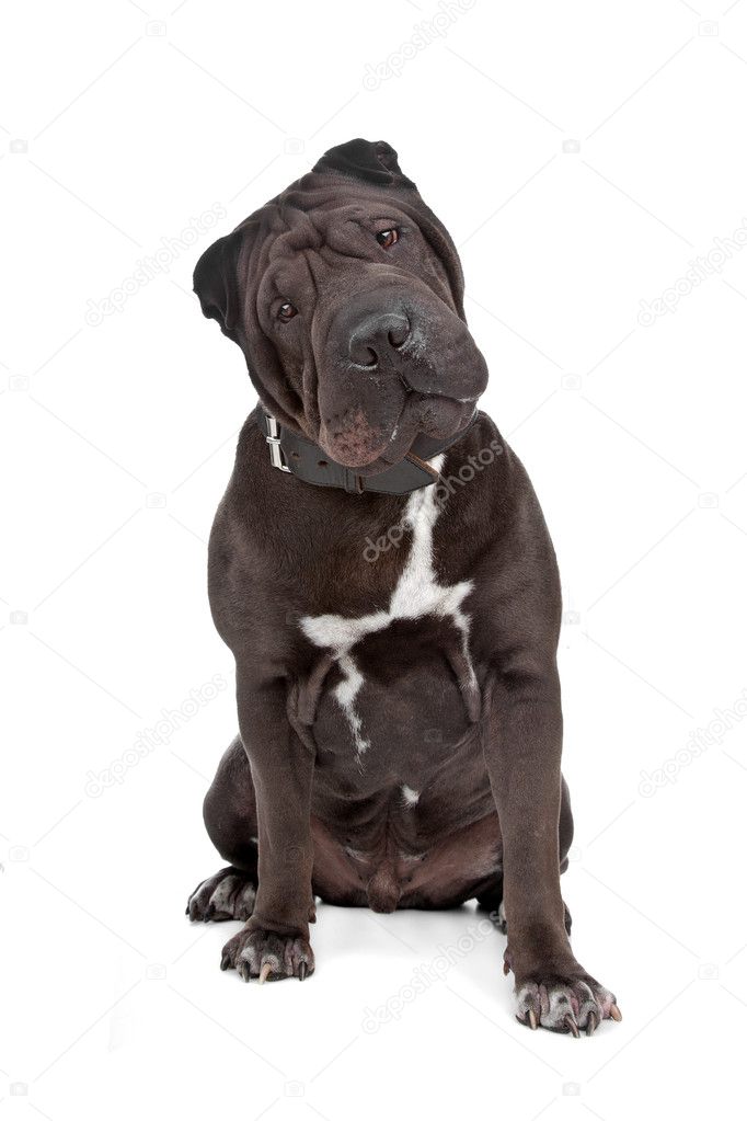 Shar Pei Pitbull Cane Corso Dog 9+ Thousand Shar Royalty-Free